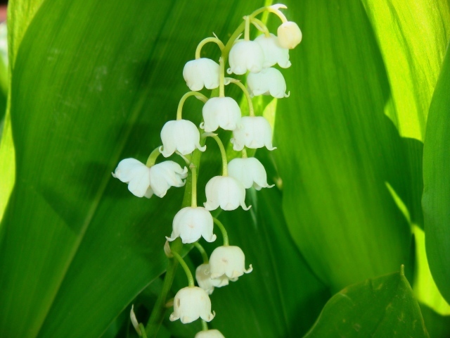 Цветы ландыши