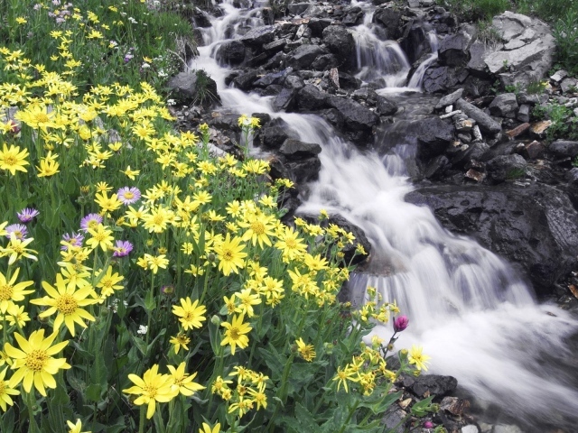 Цветы на берегу реки