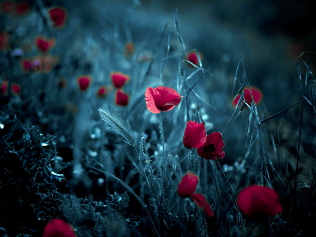 Цветки мака