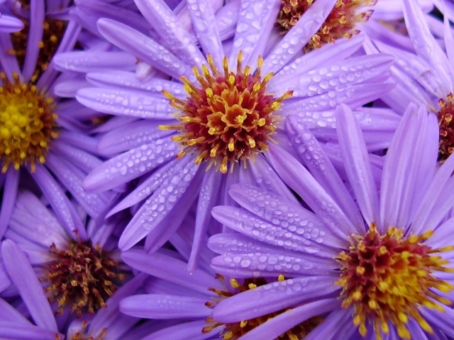 Цветы с каплями на лепестках