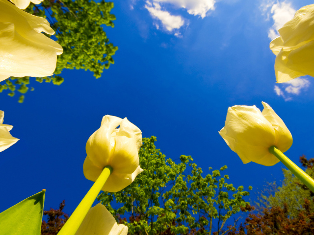 Взгляд на тюльпаны снизу