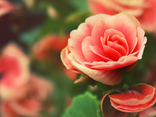 Розовый цветок Роза