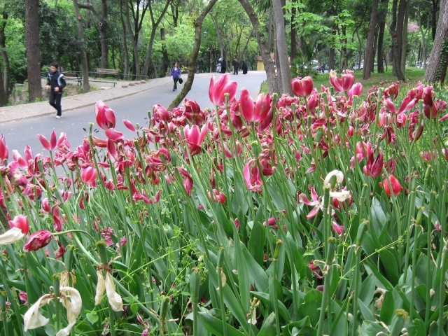 Розовые тюльпаны у дороги