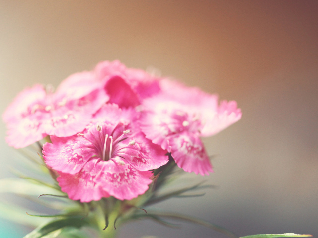 Розовые фиалки