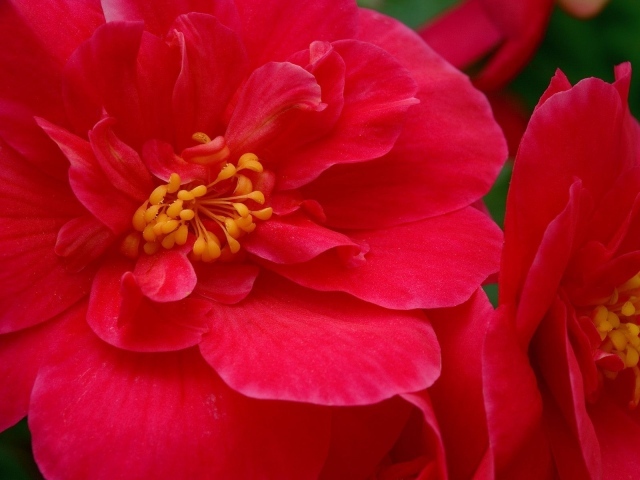 Красные большие цветы