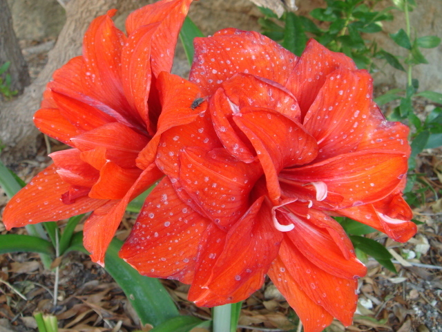 Красные цветы с каплями