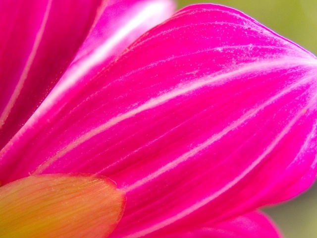 Розовый лепесток цветка