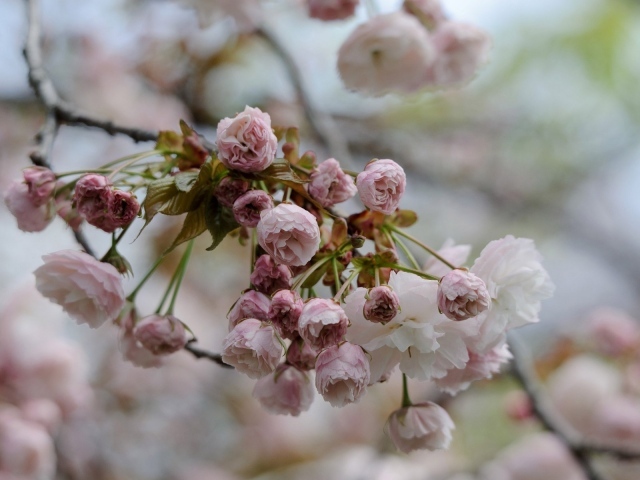 Весеннее цветение в Японии