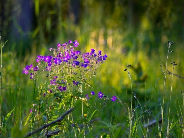 Летние полевые цветы