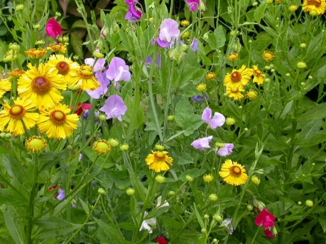 Заросли цветов