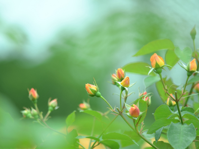 Нераскрытые бутоны роз