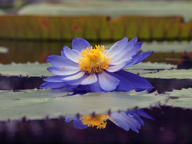 Водяная лилия на пруду