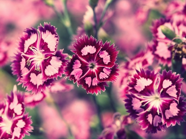 Бело розовые цветы весной