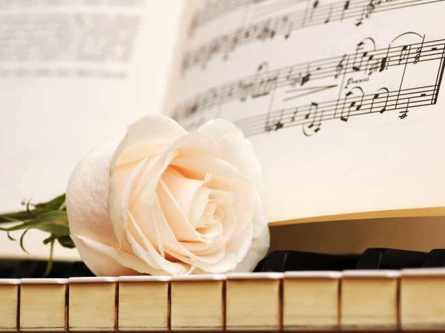 Белая роза на клавишах рояля