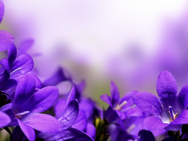 Цветы колокольчики