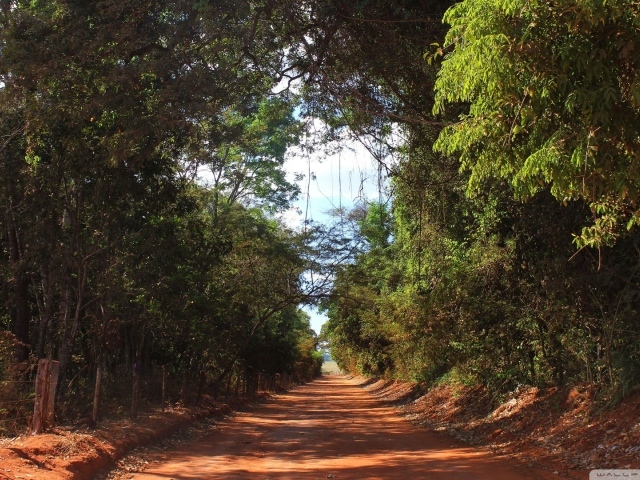 Аллея в лесу