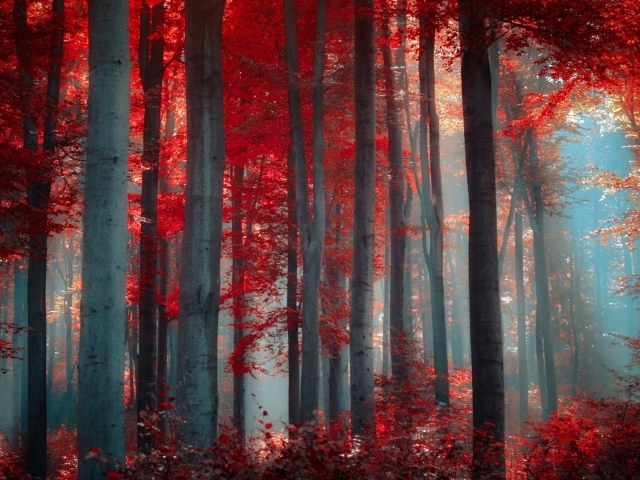 Осенний лес