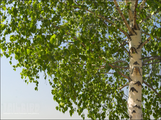 Береза на фоне неба