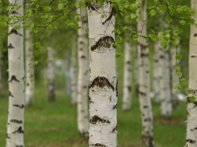 Березовая роща