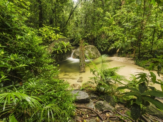 Густой тропический лес