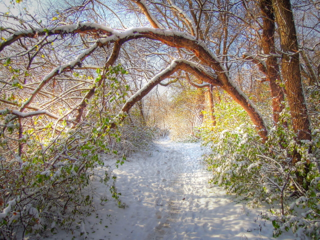 Зеленые лесные листья под снегом