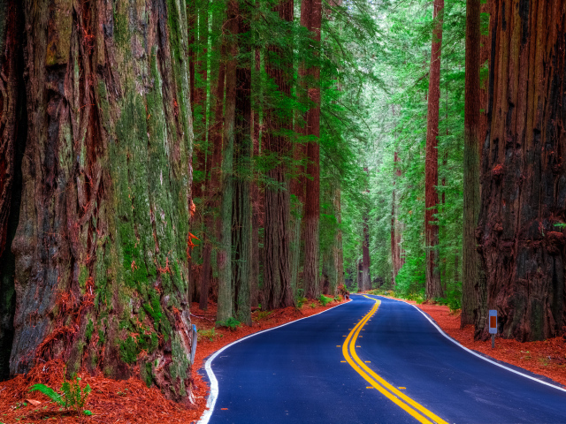 Шоссе среди леса