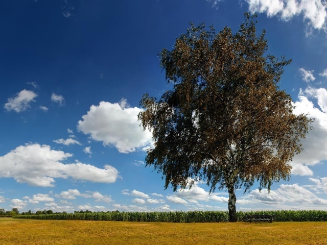 Одинокая береза