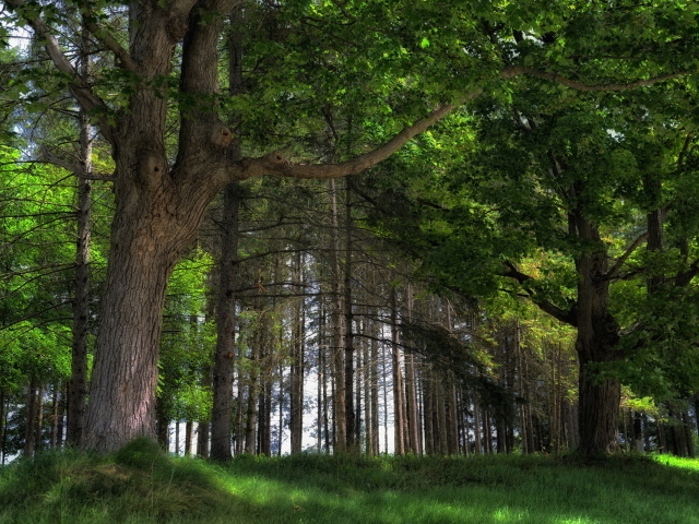 Дубовый лес