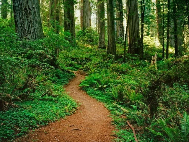 Тропинка в лесу