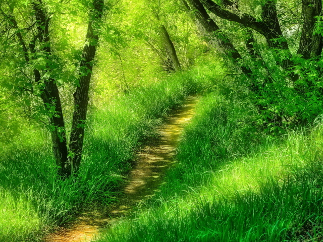 Тропинка среди лесной травы