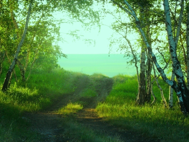 Дорога среди берез