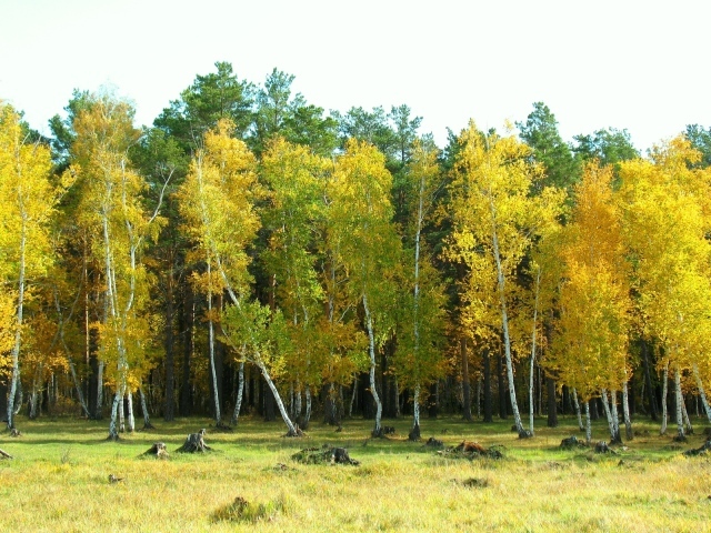 Березовый лес