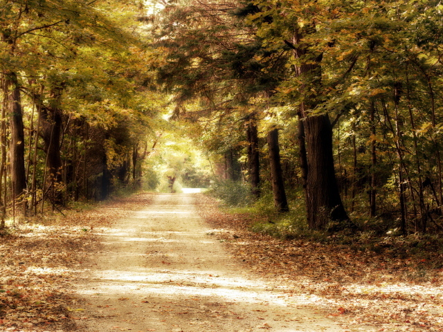 Дорога в дремучем лесу