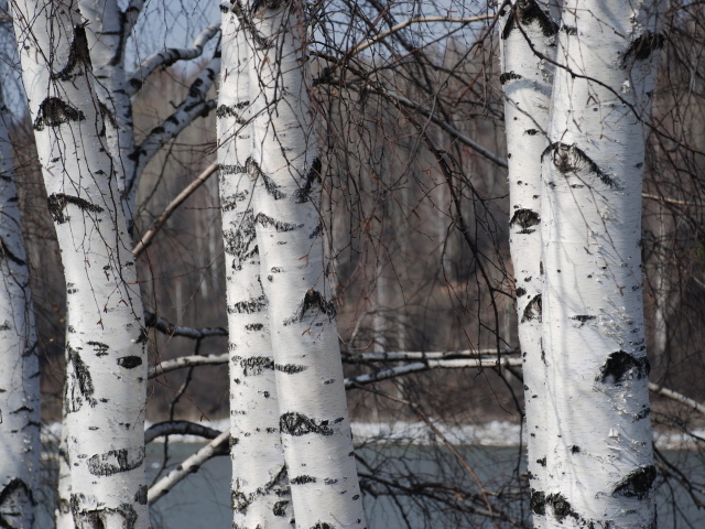 Зимняя березовая роща