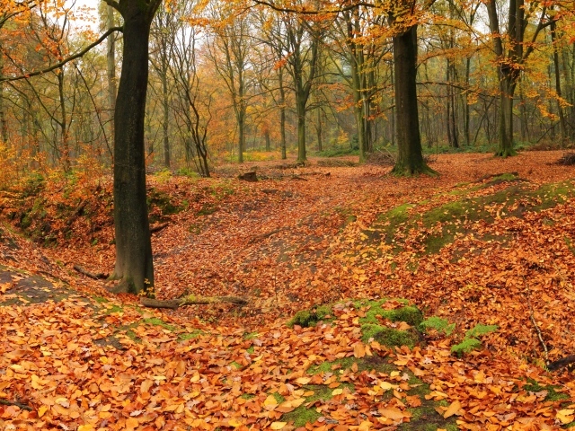 Лес теряет листья