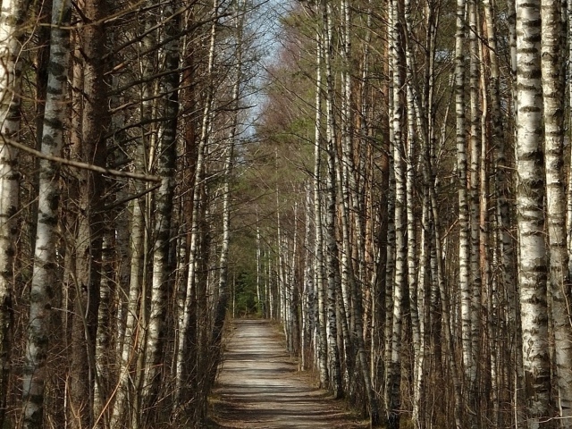 Дорога через березовый лес