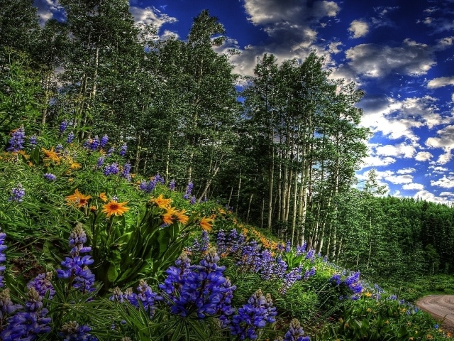 Цветы около дороги