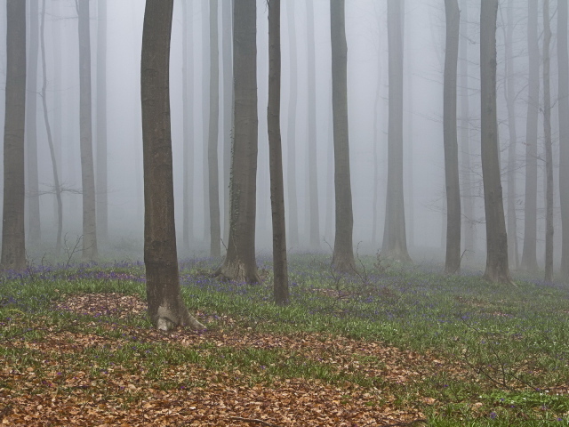 В лесу осенний туман