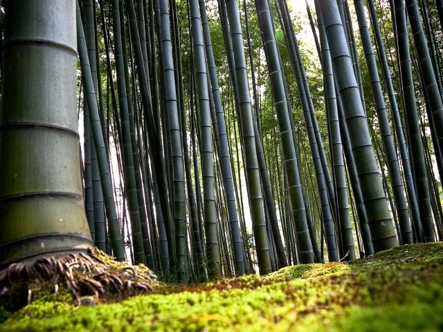 Корни бамбука