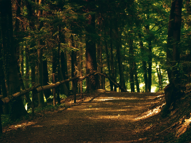 Тропа в парке