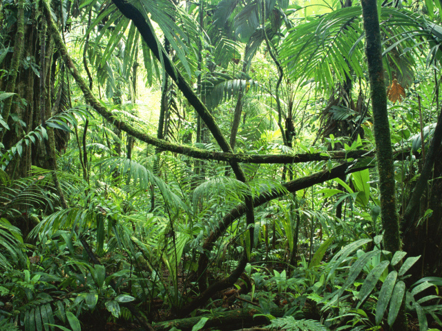 Тропические джунгли