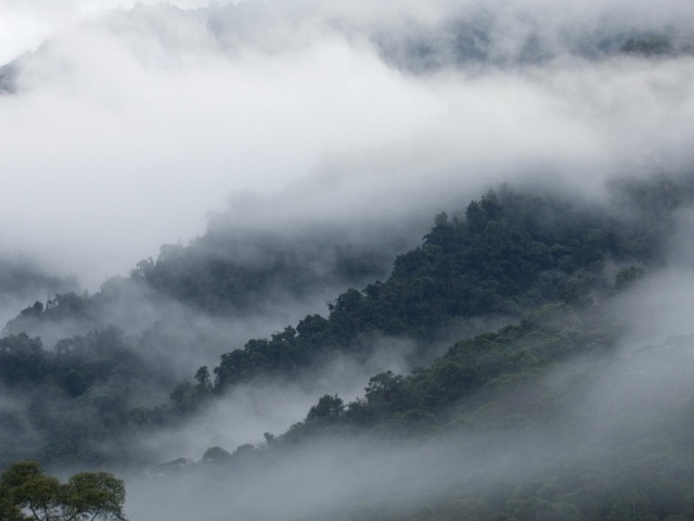 Эквадорские туманы в горах