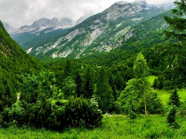 Лес в горах