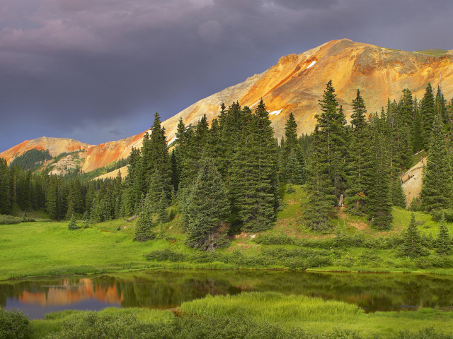 Еловый лес в долине