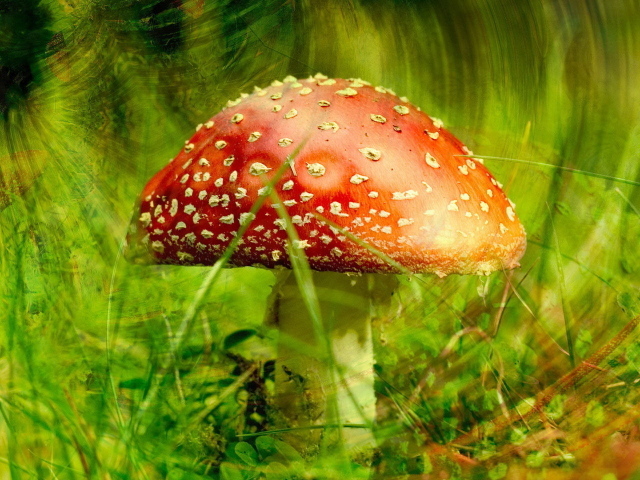 Ядовитый гриб мухомор