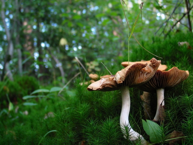 Грибы в лесном мохе