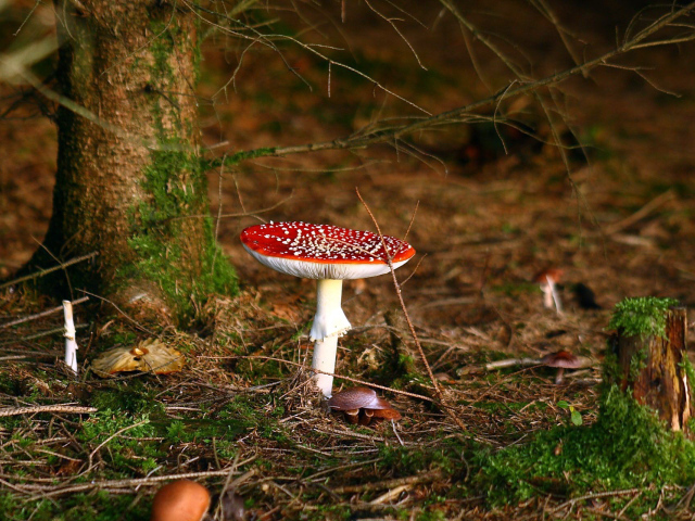 Ядовитый гриб под деревом
