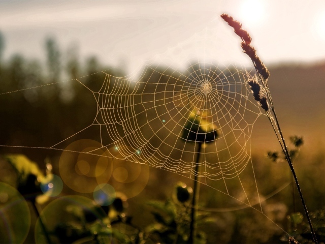 Паутина на траве