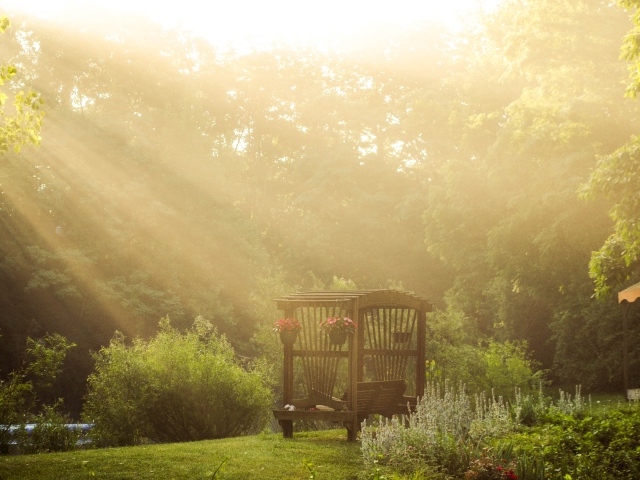 Лучи солнца через деревья