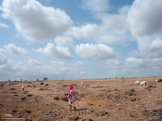 Пастух овец